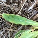 Calendula tripterocarpa Leaf