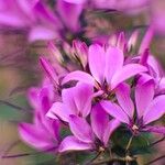 Cleome hasslerianaBlomst