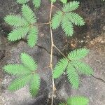 Mimosa pudicaFolha