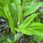 Calanthe discolor पत्ता