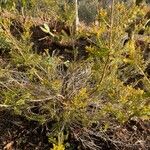Thryptomene saxicola Leaf