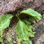 Trillium recurvatum Leaf