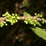 Doliocarpus dentatus Vrucht