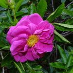 Rosa blanda Flor