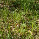 Carex brizoides Alkat (teljes növény)