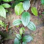 Miconia crenata Leaf