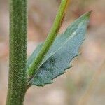 Hieracium sabaudum Bark