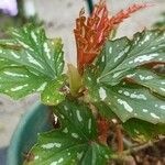 Begonia aconitifolia Лист