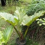 Philodendron giganteumFolio