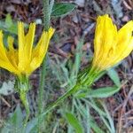 Hieracium sabaudum Fiore