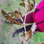 Potamogeton crispus Leaf