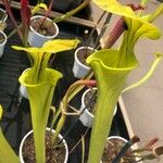 Sarracenia flava Likasa