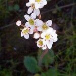 Micranthes californica Flor