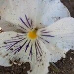 Viola bicolor Blomst