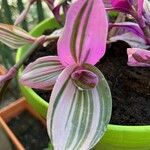 Tradescantia cerinthoides Leaf