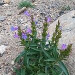 Penstemon speciosus Fiore