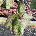 Rubus discolor برگ