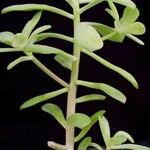 Graptopetalum fruticosum