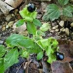 Silene baccifera Φρούτο