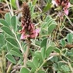 Indigofera schimperi 花