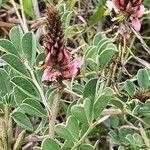 Indigofera schimperi Flower