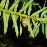 Taxus brevifolia Fruto