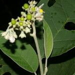 Solanum hazenii Ліст