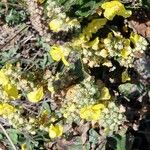 Verbascum speciosum Hábitos