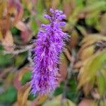 Elsholtzia stauntonii Flor