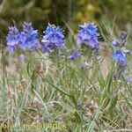 Veronica satureiifolia आदत