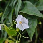 Jasminum polyanthum Blomst
