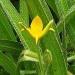 Hypoxis hirsuta Λουλούδι