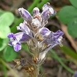 Orobanche nana Кветка