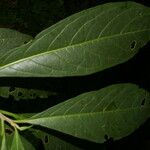 Cestrum schlechtendalii 葉