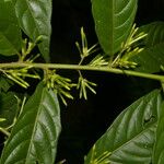 Cestrum microcalyx Deilen