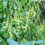 Rumex scutatus Blüte