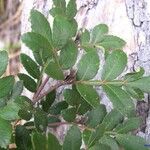 Cunonia pulchella Hábito