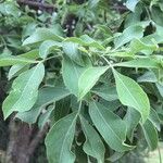 Heteromorpha arborescens Folha