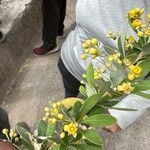 Berberis aristata Floare