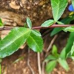 Commiphora madagascariensis Leaf