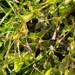 Lindernia procumbens Flower