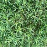 Cyperus aromaticus Folha