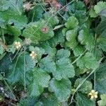 Geum urbanum Habitus