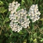 Achillea millefolium Kvet