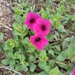 Petunia integrifolia Агульны выгляд