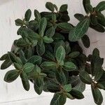 Peperomia verticillataList