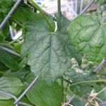 Trichosanthes cucumerina Leaf