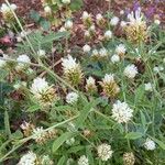 Trifolium alexandrinum Цвят