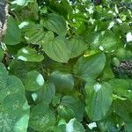 Smilax tamnoides Leaf