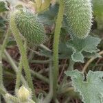 Ecballium elaterium Fruit